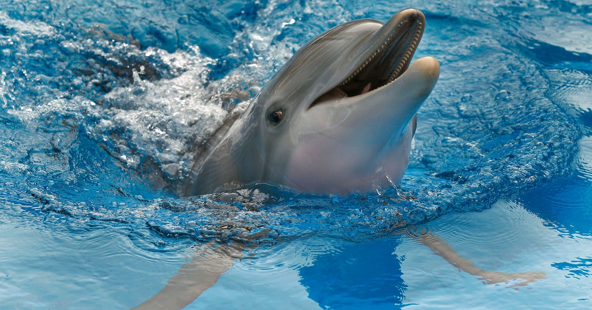Miami Seaquarium announces demise of beloved dolphin Miami Seaquarium announces demise of beloved dolphin