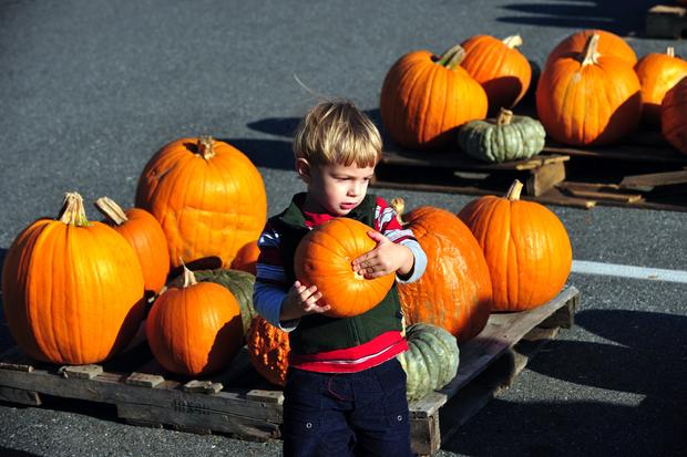 Kid Pumpkin Picking  