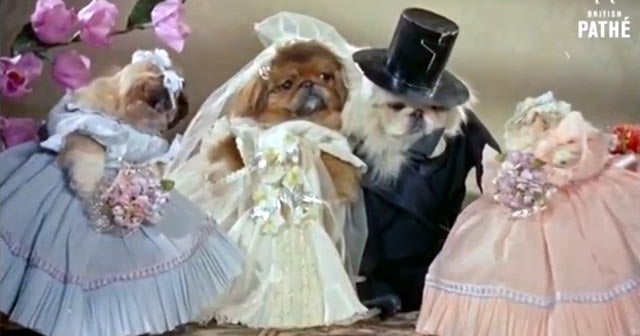 1950's dog wedding is adorably bizarre - CBS News