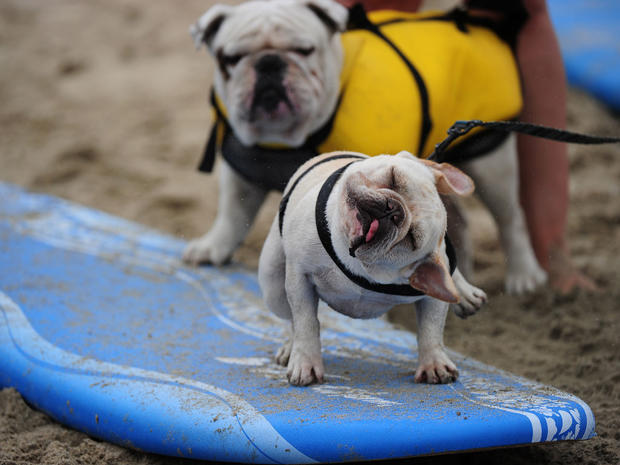 Dog surfing 2011 