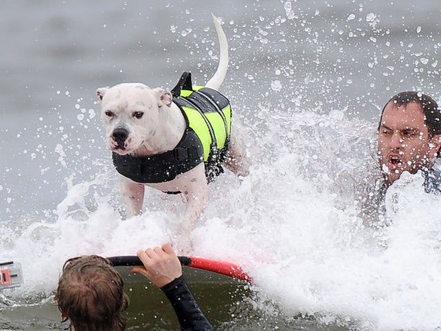 Dog surfing 2011 