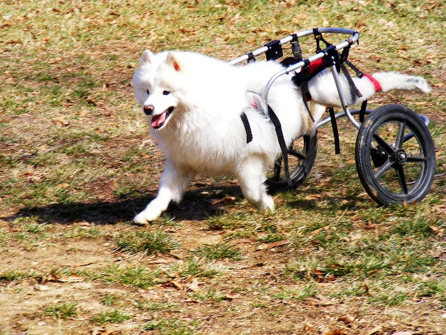 Paralyzed pets rock their wheels 30 awesome animals