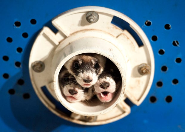 A black-footed ferret 