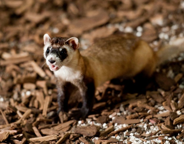 A black-footed ferret 