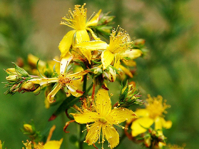st. john's wort, saint john's wort, herb, plant 