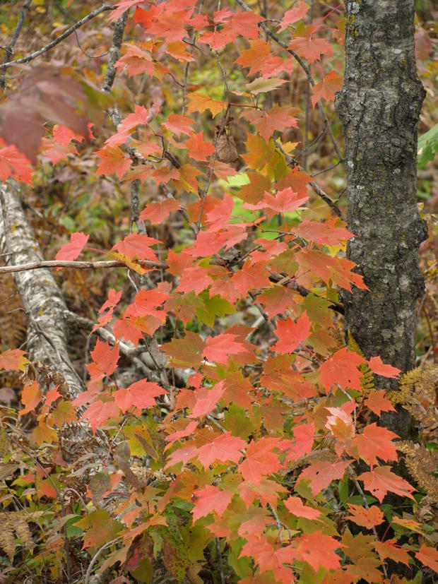 autumn-leaves-1.jpg 