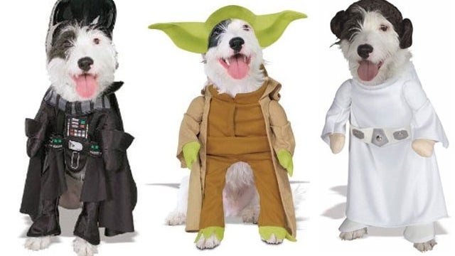 Dogs in costumes 