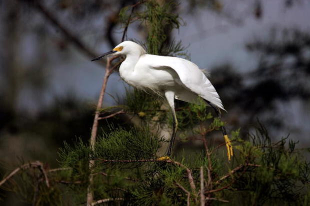 Congress Debates Everglades Restoration In Face Of Bush Veto Threat 