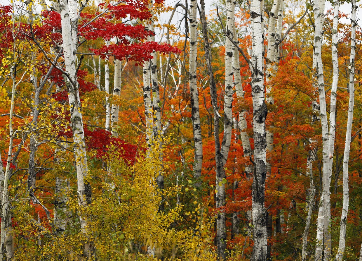 2011 fall foliage arrives