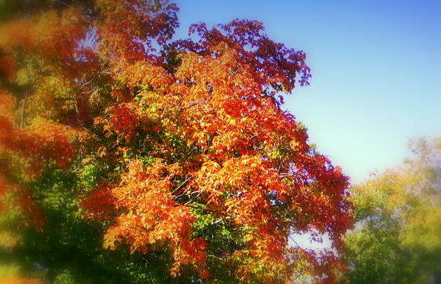 fall-colors-st-paul1.jpg 