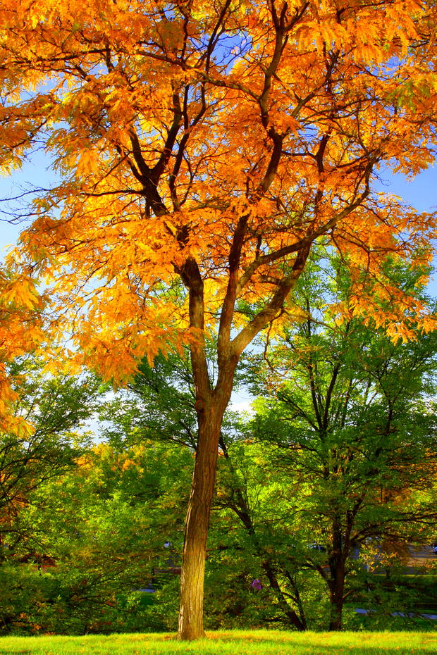 fall-colors-st-paul3.jpg 