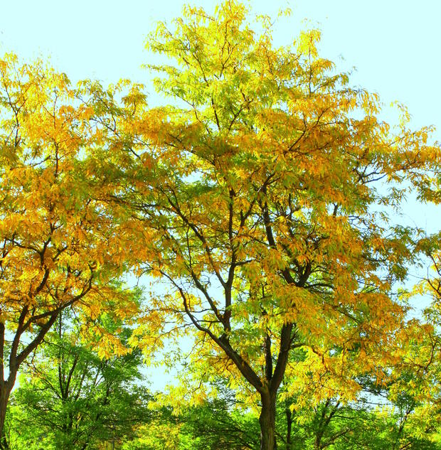 fall-colors-st-paul2.jpg 