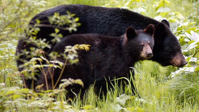 Black bear 