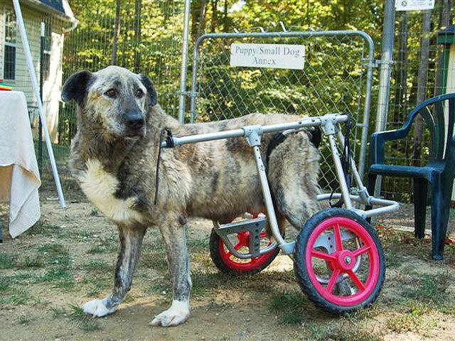 Paralyzed pets rock their wheels 30 awesome animals