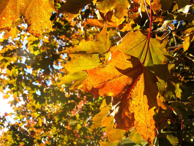 Fall Leaves In Plymouth 