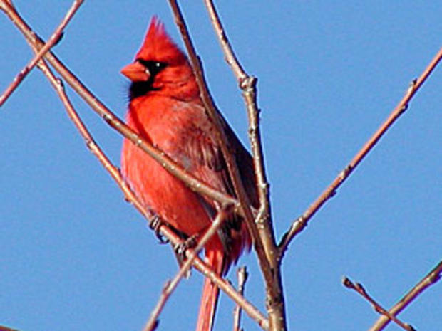 Northern-Cardinal_male 