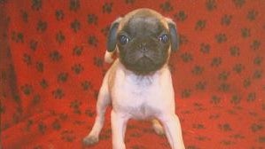 pug_-kcnc.jpg 