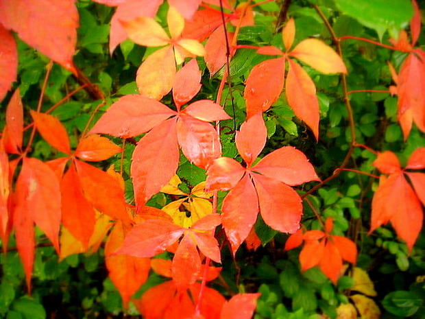 fall-colors-lino-lakes.jpg 