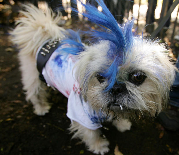 Pet-Friendly Costumes For Halloween 