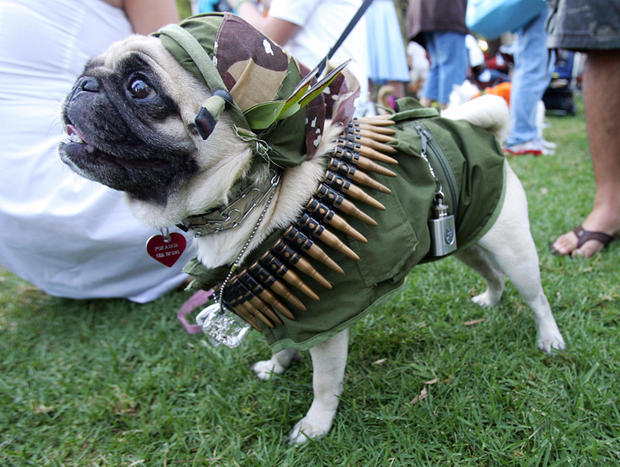dog-as-rambo-photo-by-robyn-beckafpgetty-images.jpg 
