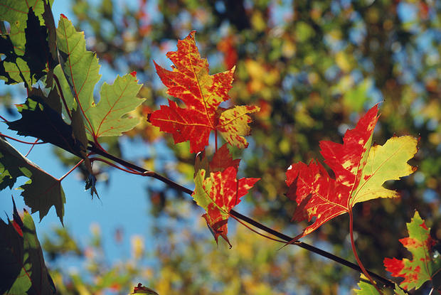 Leaves In Fall Generic 