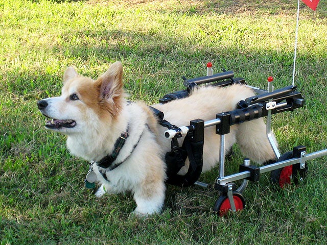 Paralyzed pets rock their wheels 30 awesome animals