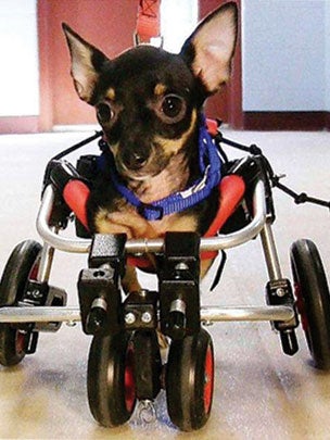 chihuahuaonwheels.jpg 
