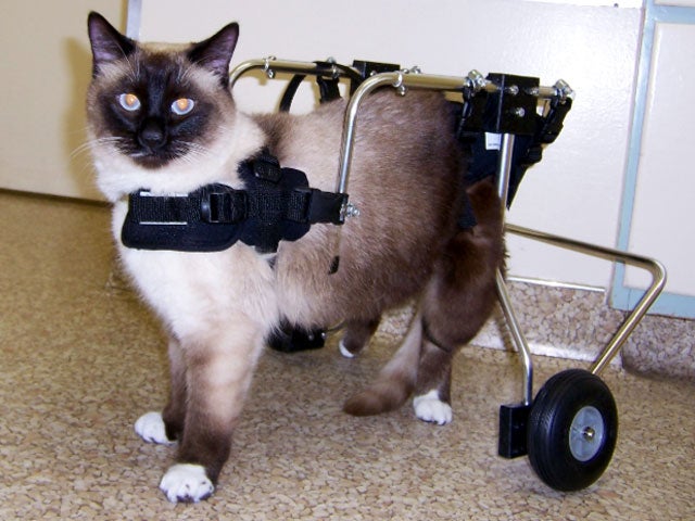 catstandsonwheels.jpg 