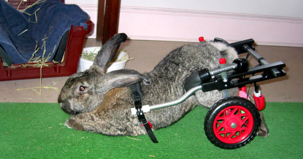 Paralyzed pets rock their wheels: 30 awesome animals