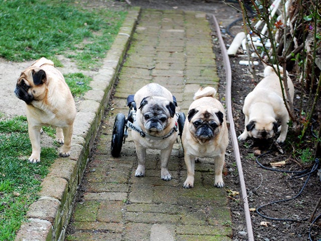 pugsonwheels.jpg 