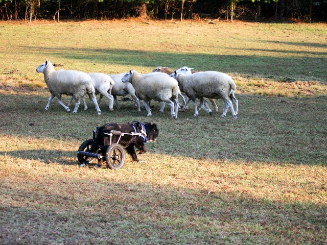 dogonwheelssheepfriends.jpg 