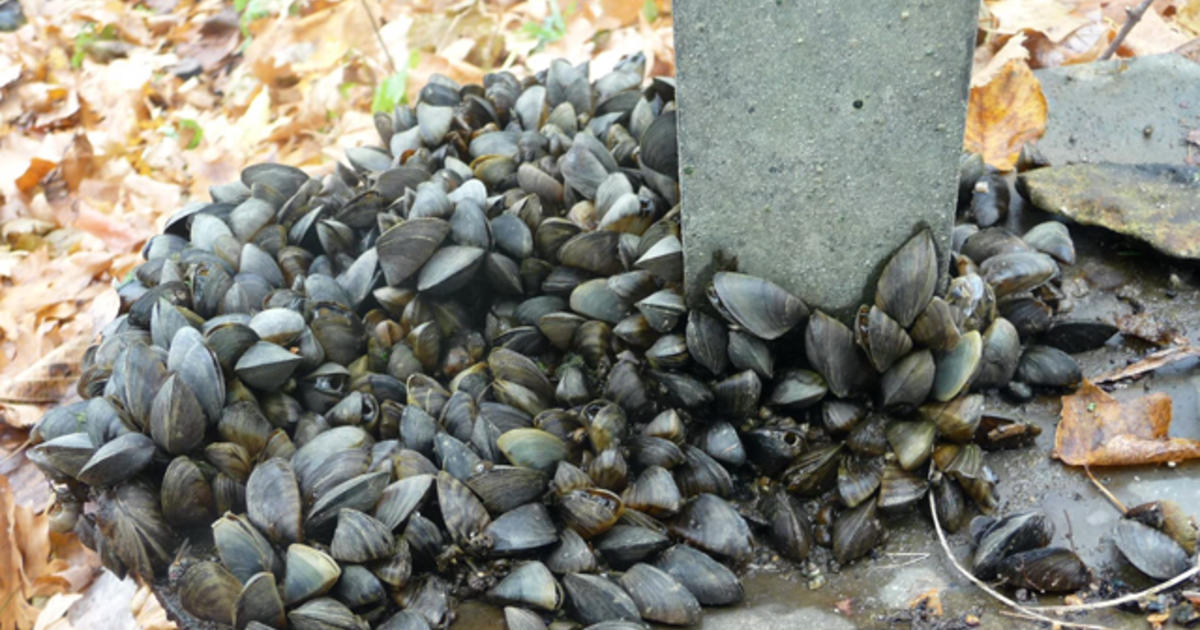Spreading - Zebra Mussels