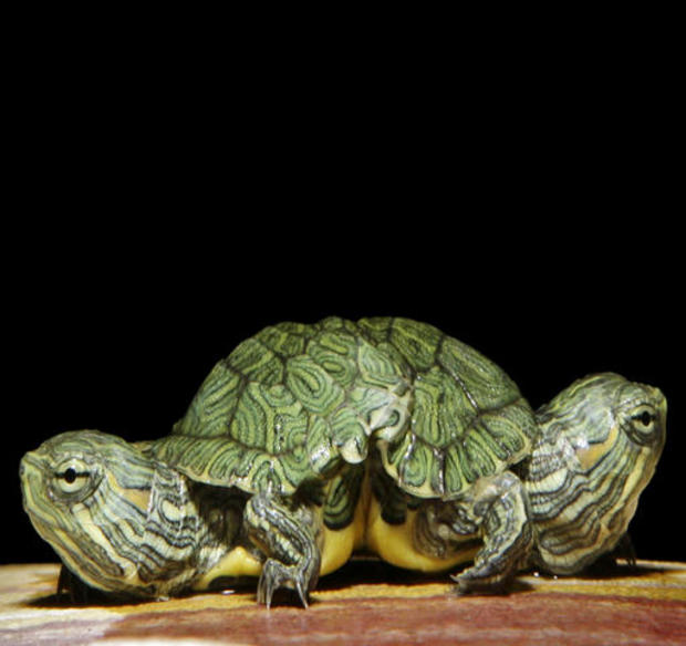 two-headed-turtle.jpg 