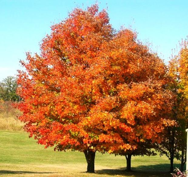fall-colors-10-11-005.jpg 