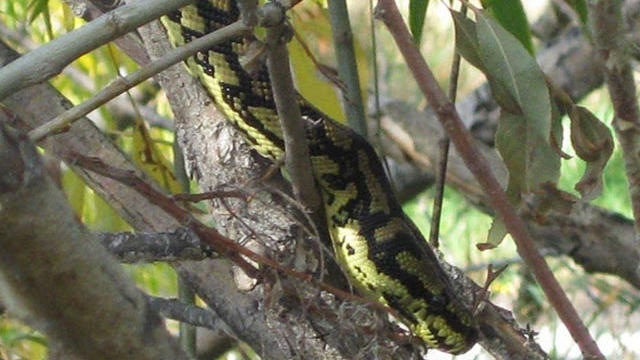 lgmt-park-python-1-courtesy-colorado-reptile-humane-society.jpg 