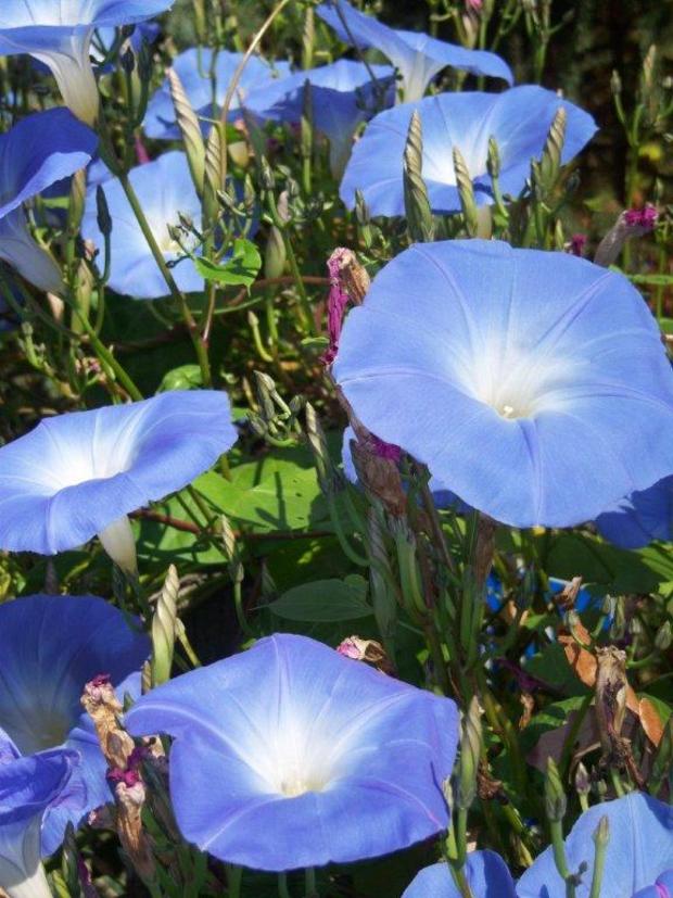 jim-losenicky-heavenly-blue-morning-glory-cold-weather-blooms.jpg 