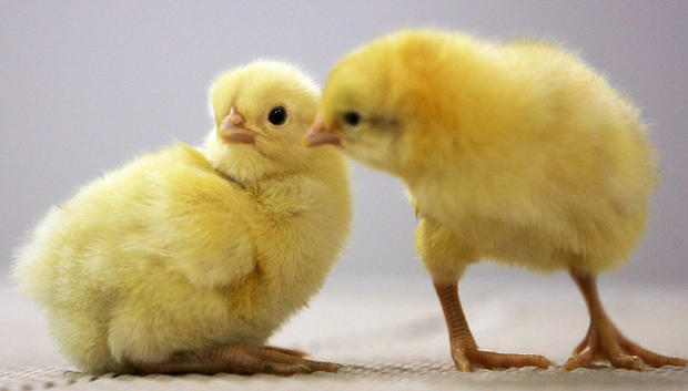 newborn-chicks.jpg 