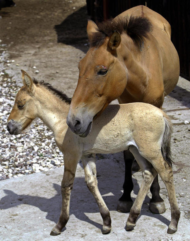 baby-horse.jpg 