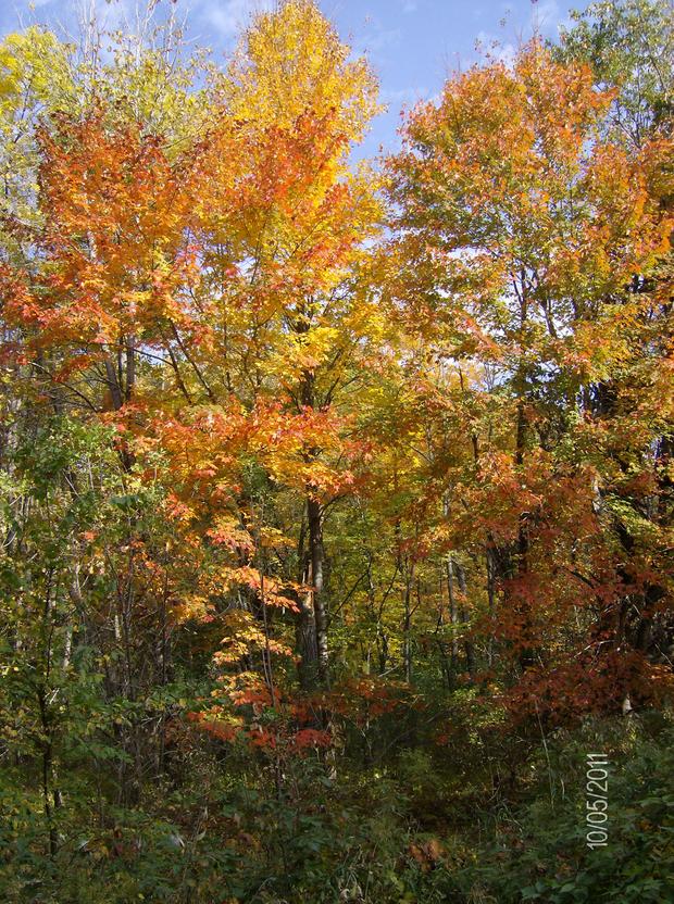 tara-paul-fall-colors.jpg 