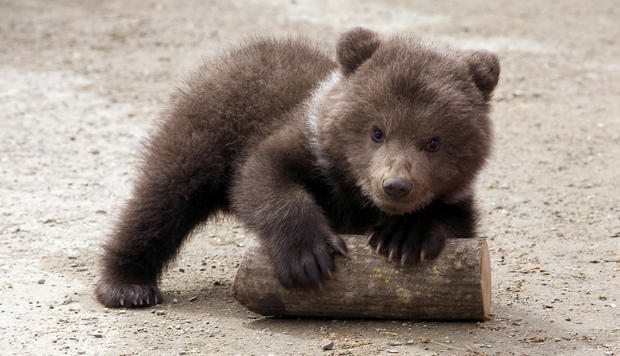 baby-bear.jpg 