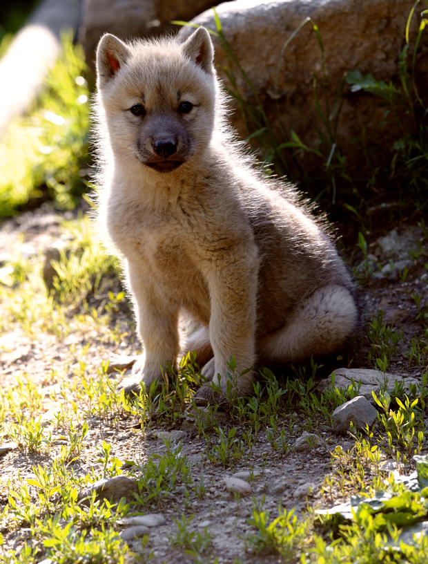 baby-arctic-wolf.jpg 