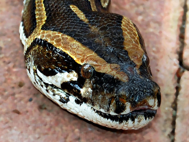 python, stock 