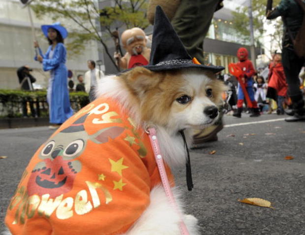 dog joins costumed children 