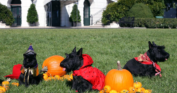 White House Pets Celebrate Halloween 