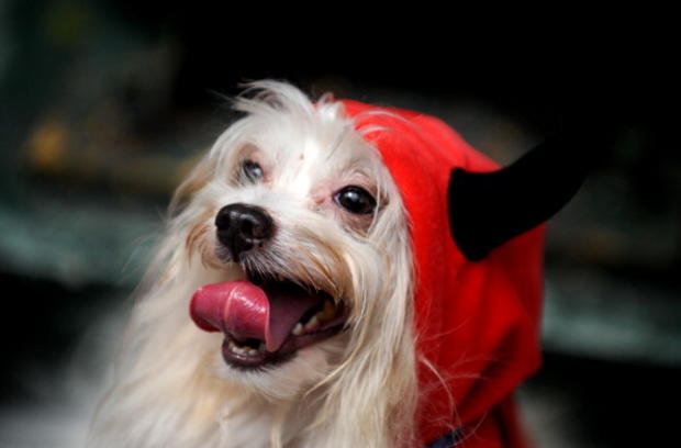 A dog dressed as the devil 