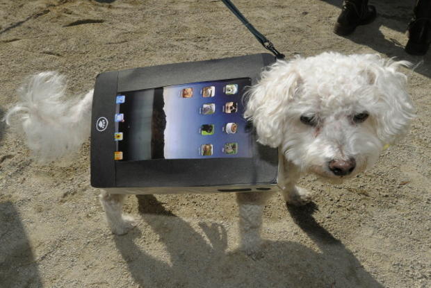 Oscar the Bichon impersonates an iPad du 