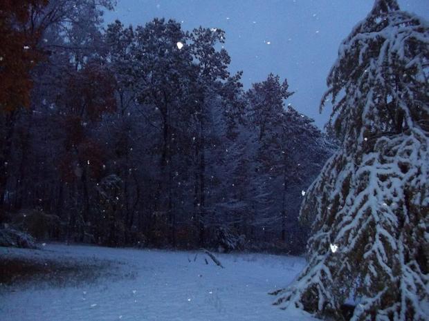 october-snow-freeland-trees.jpg 
