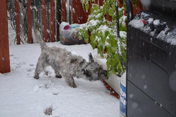 october-snow-dog-in-snowy-backyard.jpg 
