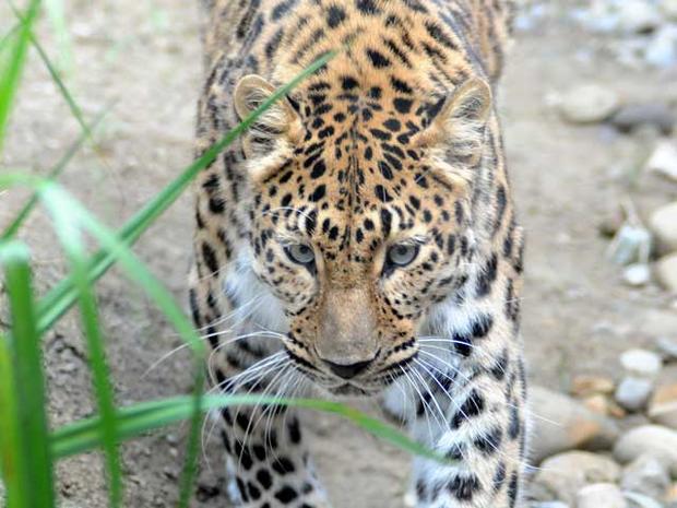 leopard.jpg 