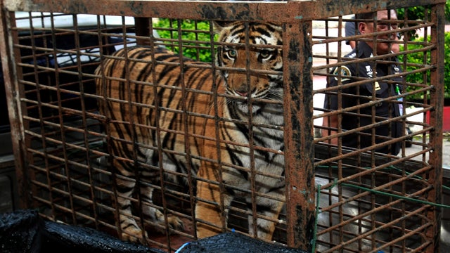 saving_tigers_AP1105220119308.jpg 